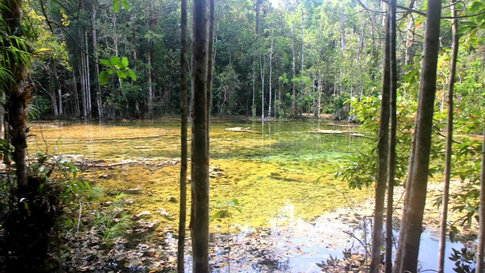 Emerald Pool & Hot Springs: A Krabi Jungle Day Trip