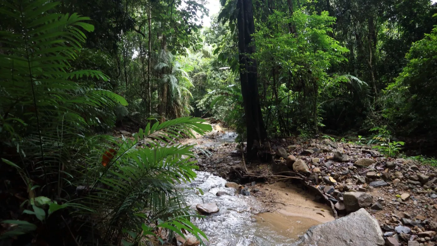 Ein klarer Regenwald-Bach, der über Felsen durch dichten grünen Dschungel im Landesinneren von Krabi fließt